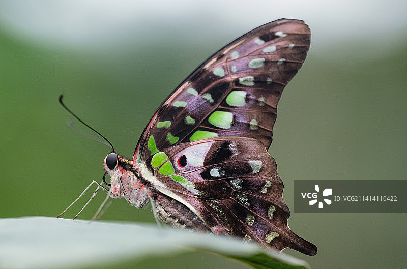 蝴蝶栖息在树叶上的特写，瑞士帕皮里奥拉玛图片素材