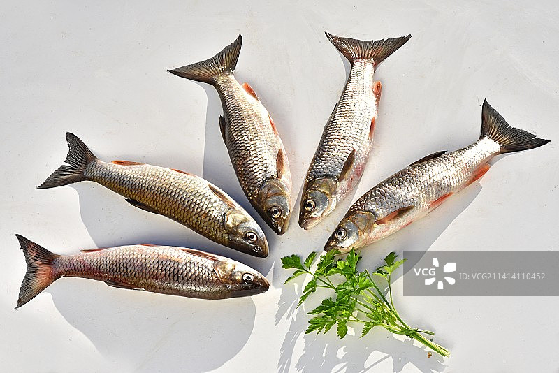 法国白色背景上的鱼群高角度视图图片素材