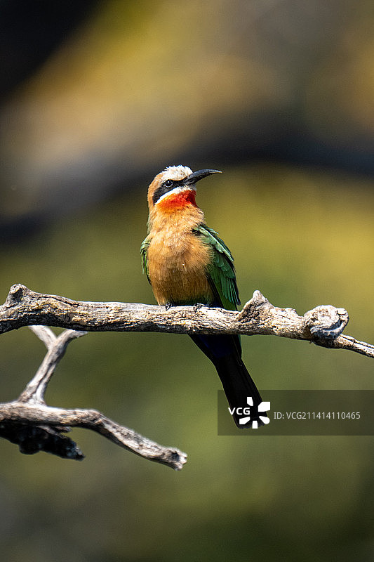 蜜蜂栖息在博茨瓦纳树枝上特写图片素材