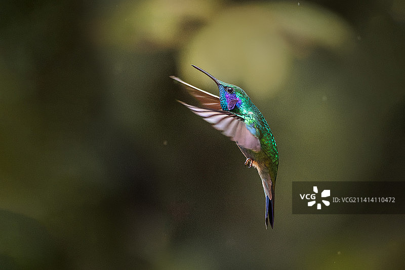 蜂鸟在哥斯达黎加户外飞行特写图片素材