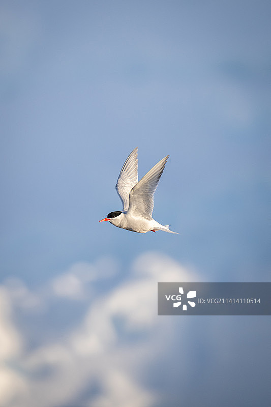 南极洲阳光照耀下的冰崖与飞过的南极燕鸥图片素材