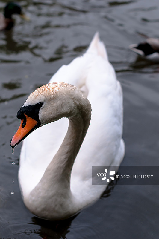 英国艾尔斯伯里湖中天鹅游泳特写图片素材