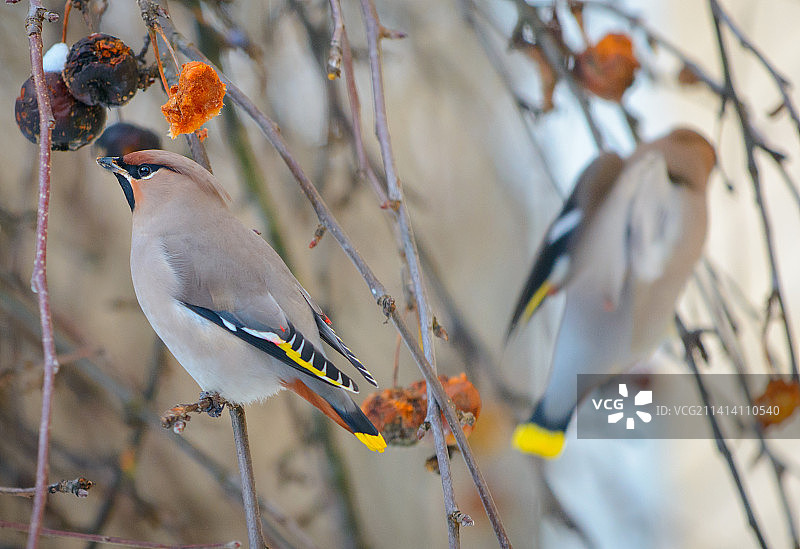 午休时分太平鸟在坦佩雷享用午餐（芬兰）图片素材