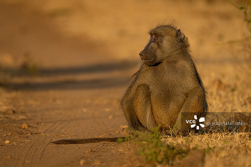 博茨瓦纳，坐在阳光下回头的豚尾狒狒图片素材