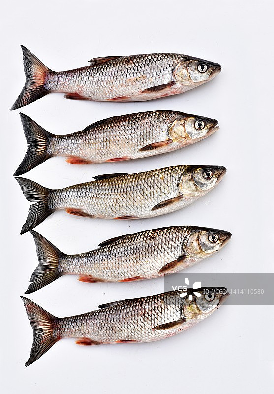 白色背景上的鲤鱼高角度视图，法国图片素材