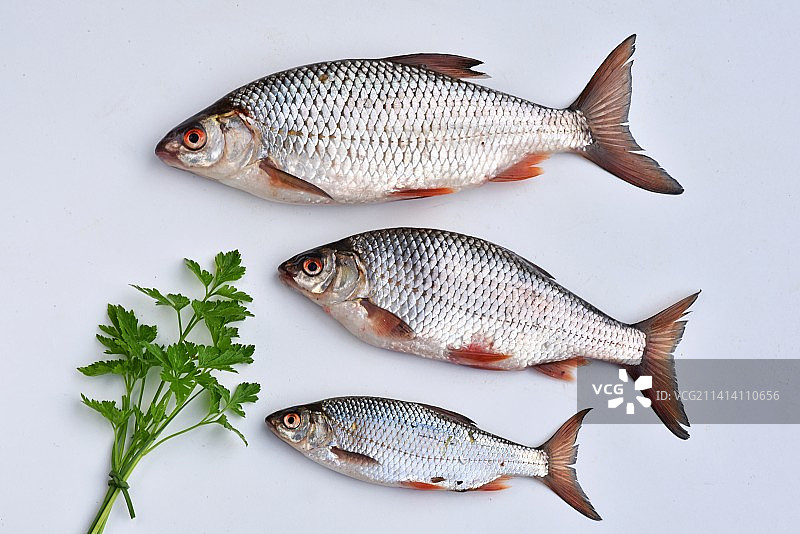 白色背景上的鱼群（法国）图片素材