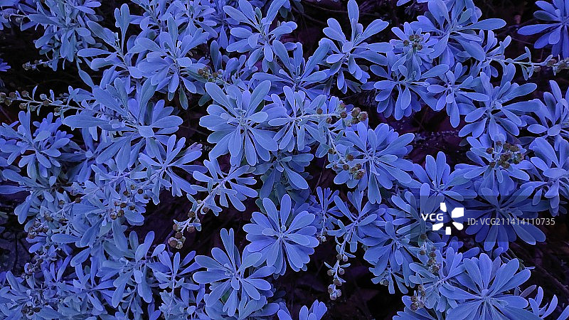 蓝色开花植物特写镜头图片素材