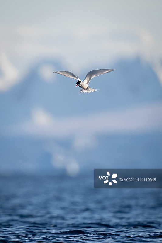 南极燕鸥在南极洲的丘陵背景中飞翔图片素材