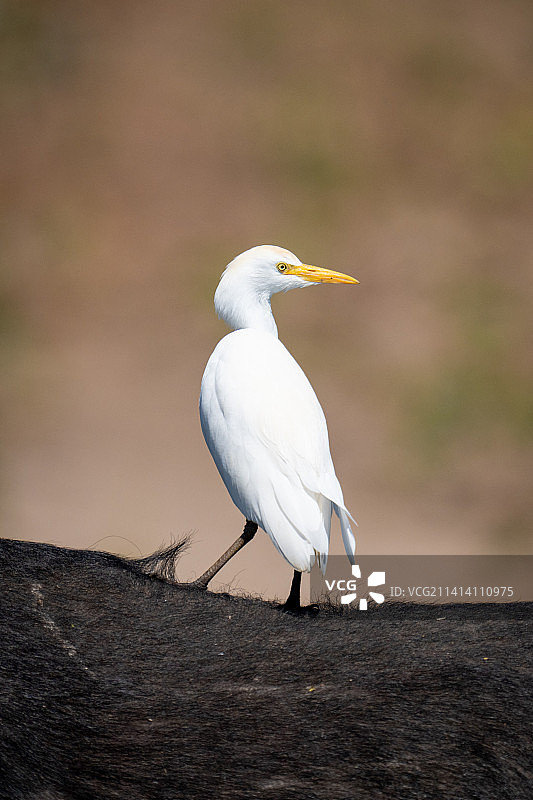 博茨瓦纳的牛背鹭站在非洲水牛上回头看图片素材