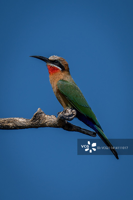 低角度视角：蜜蜂停留在树枝上，博茨瓦纳图片素材