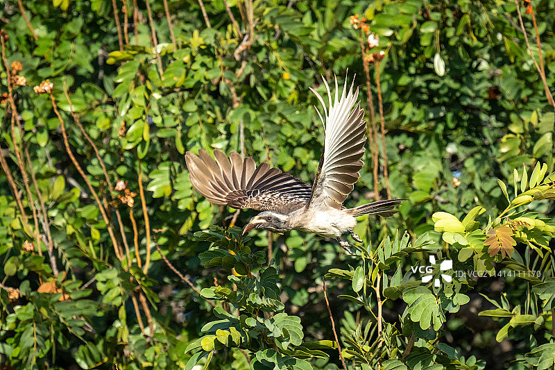 非洲灰犀鸟飞过灌木丛，展开翅膀，博茨瓦纳图片素材