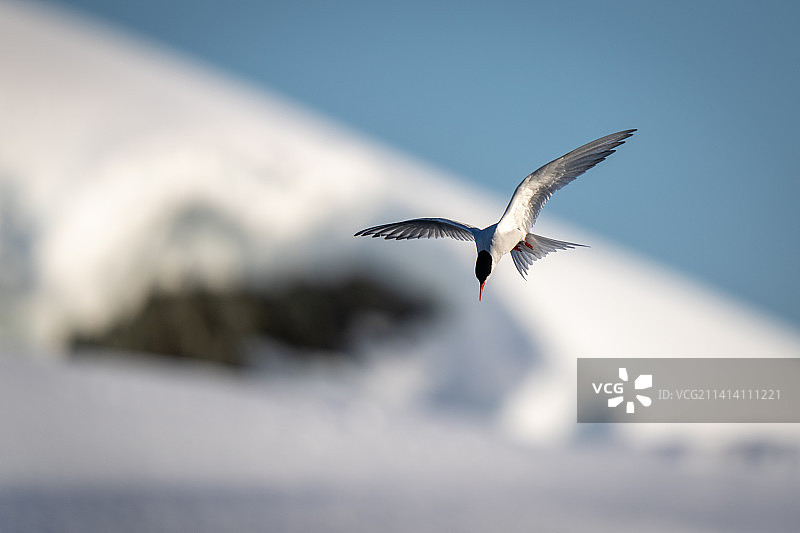 南极燕鸥飞过南极洲雪堤图片素材