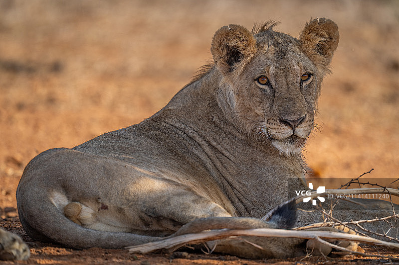 肯尼亚伊尔波莱奥尔乔吉野生动物保护区的母狮图片素材