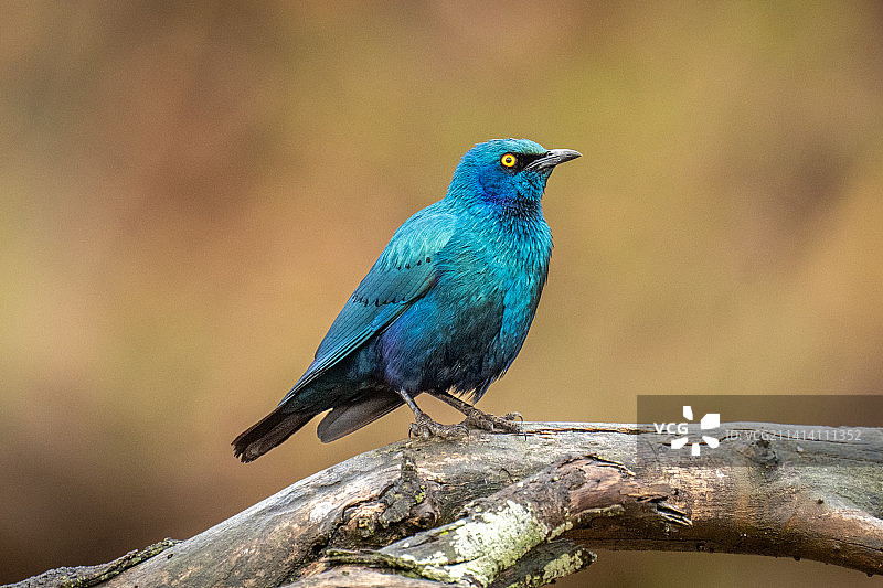 站在树枝上观看相机的蓝耳辉椋鸟，肯尼亚图片素材