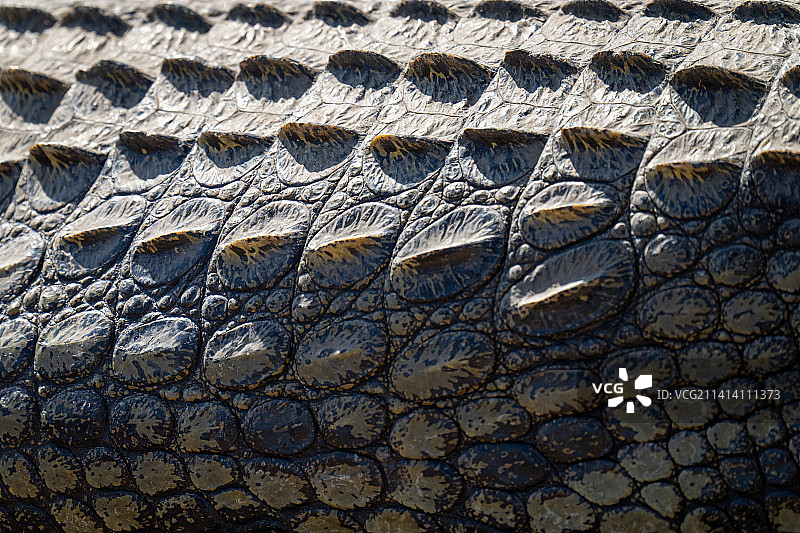 阳光下尼罗河鳄鱼身体特写，博茨瓦纳图片素材
