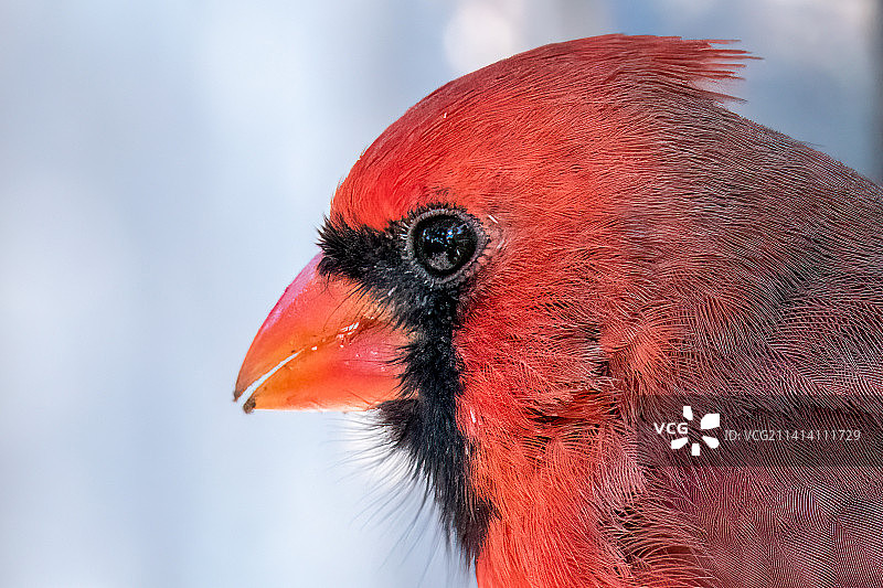 红雀特写，加拿大多伦多图片素材