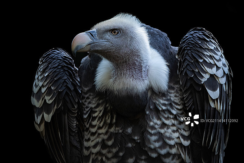 捷克背景中的鸟类特写图片素材