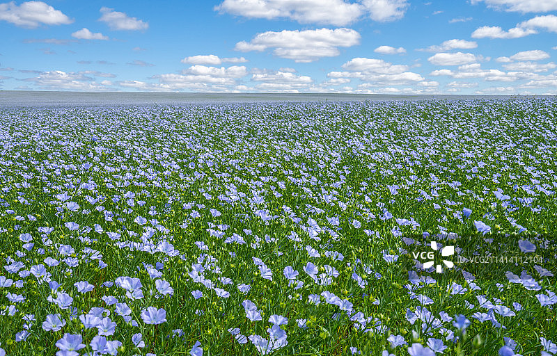 俄罗斯盛开的鲜花图片素材