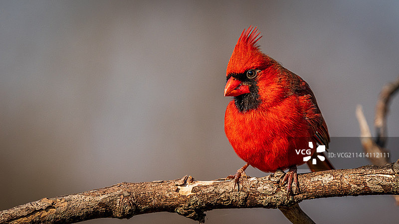 北美红雀栖息在树枝上的特写，美国俄亥俄州图片素材