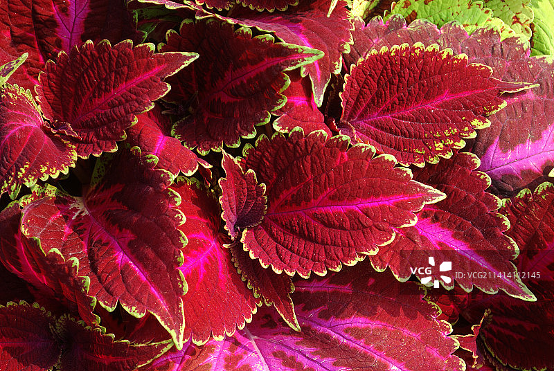 印度北方邦勒克瑙植物上的红色叶子全画幅照片图片素材