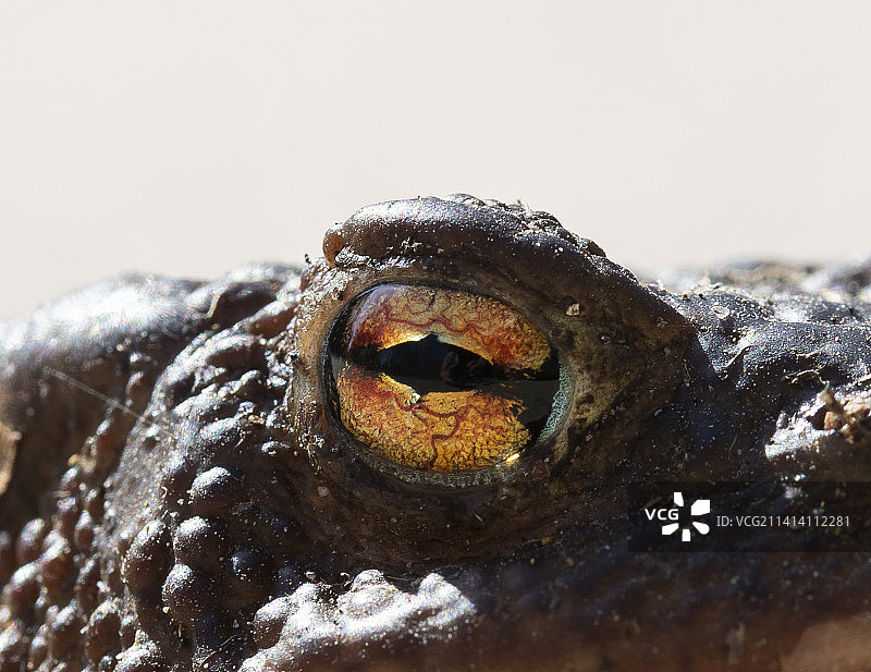 特写：海狮图片素材