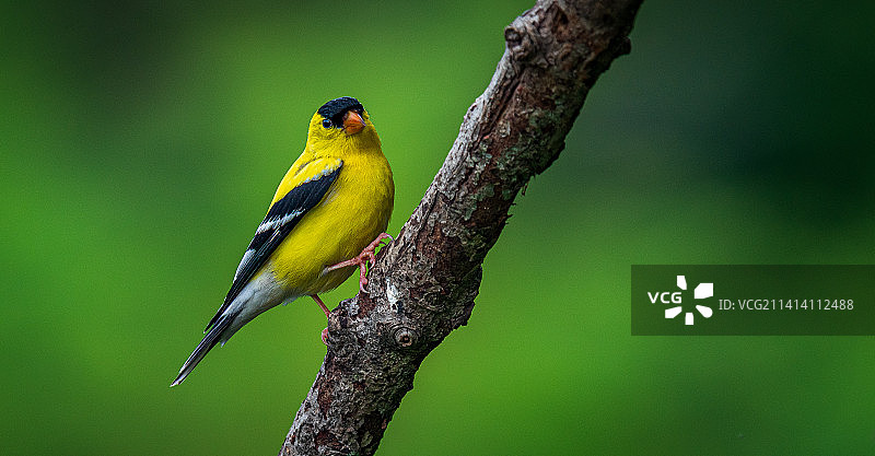 栖息在树枝上的美洲金翅雀特写，美国俄亥俄州图片素材