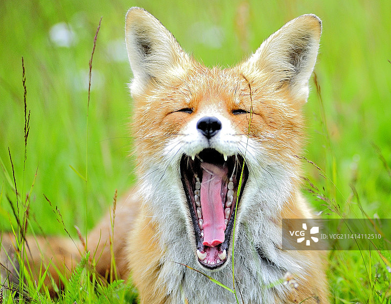 草地上狐狸的特写，挪威图片素材