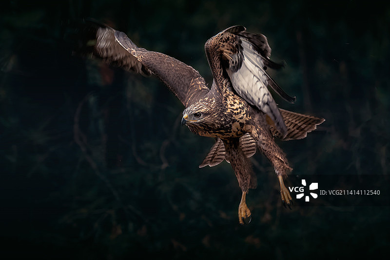 老鹰飞越树木特写图片素材
