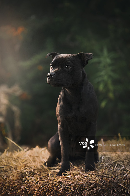 斯塔福德郡斗牛梗犬坐在田野上的特写，波兰图片素材
