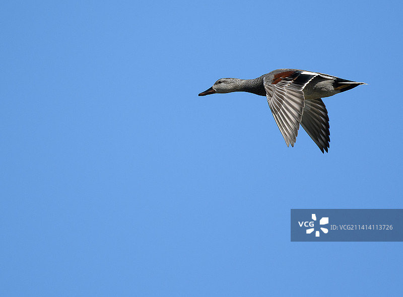 仰视飞翔的鸭子，背景是晴朗的蓝天图片素材