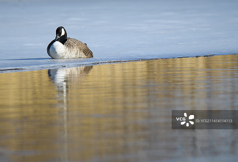 加拿大鹅图片素材