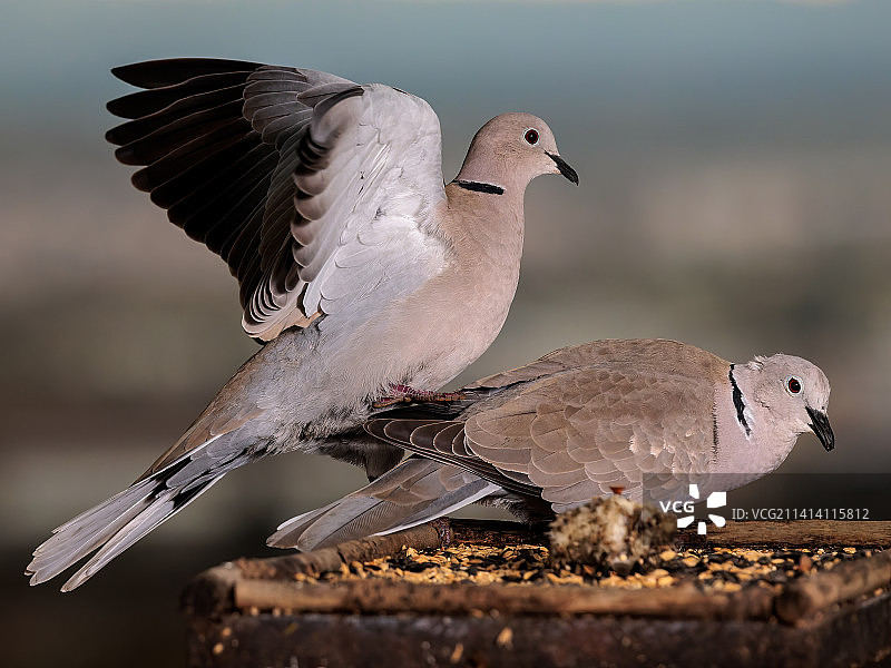 栖息在木头上的鸟类特写，西班牙巴达霍斯图片素材