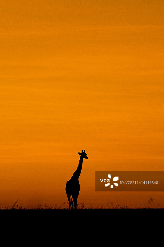 肯尼亚马赛马拉的长颈鹿剪影，马赛马拉国家保护区旅游图片素材