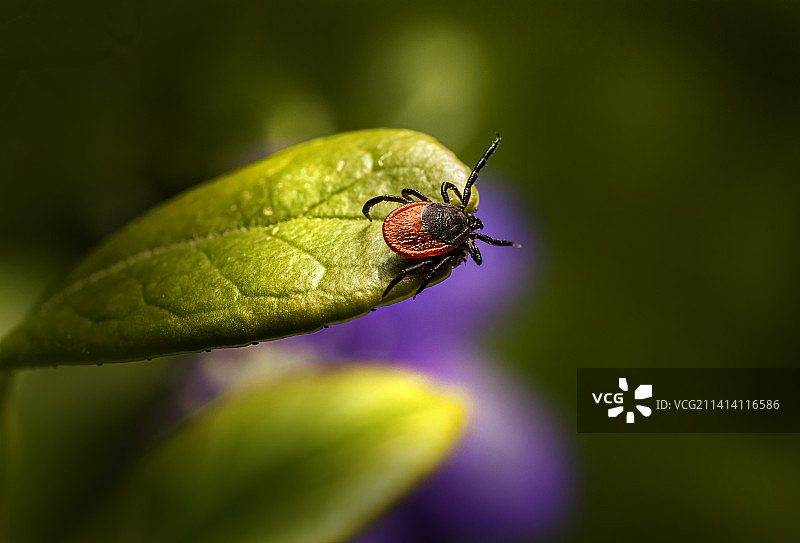 爱沙尼亚塔林：花朵上的昆虫特写图片素材