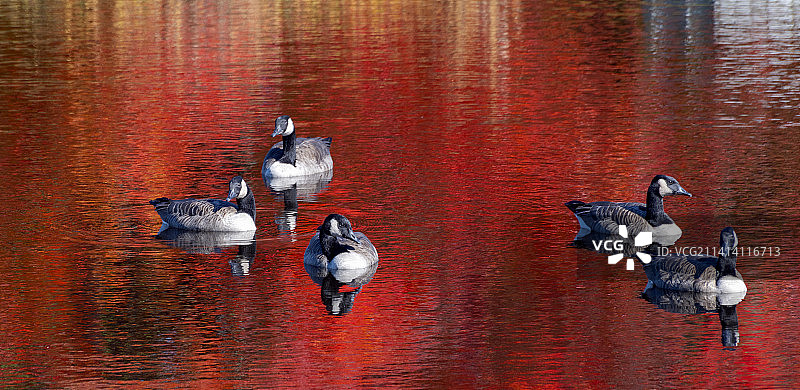美国斯特林湖中游泳的鸟类俯视图片素材