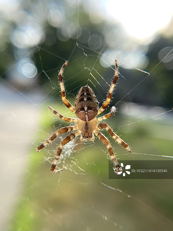 美国马萨诸塞州的蜘蛛结网特写图片素材