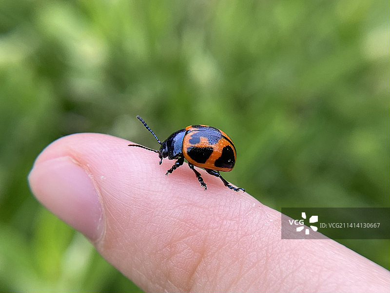 手上的瓢虫特写，韦尔斯利，马萨诸塞州，美国图片素材