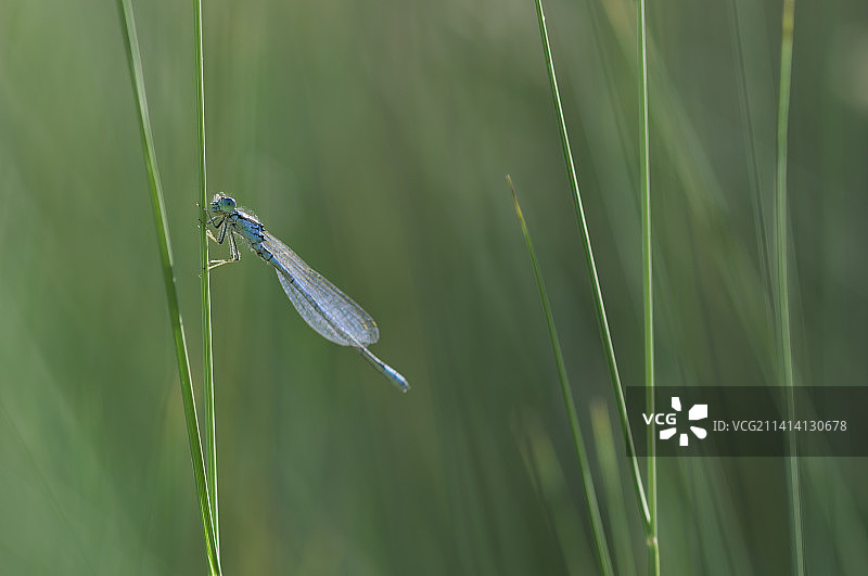 豆娘在草地上，法国图片素材