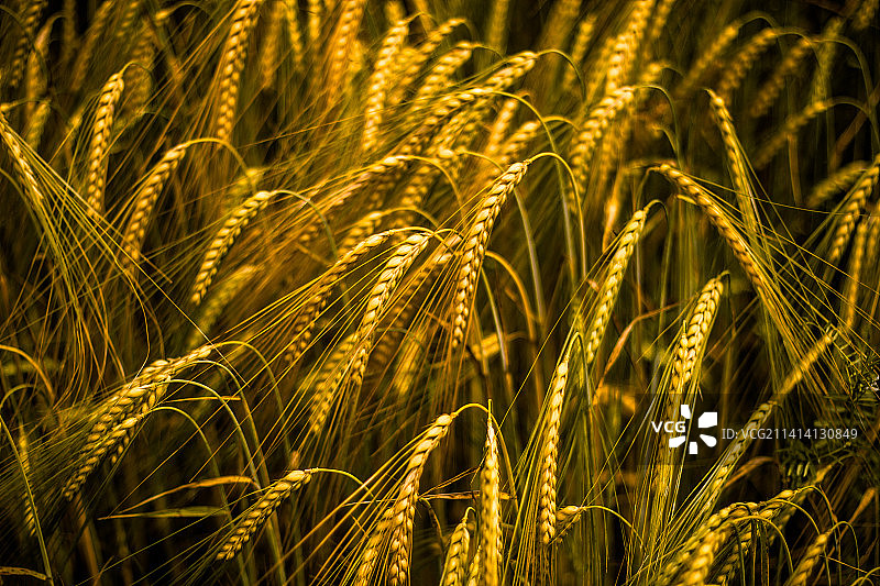 斯洛文尼亚麦田特写图片素材