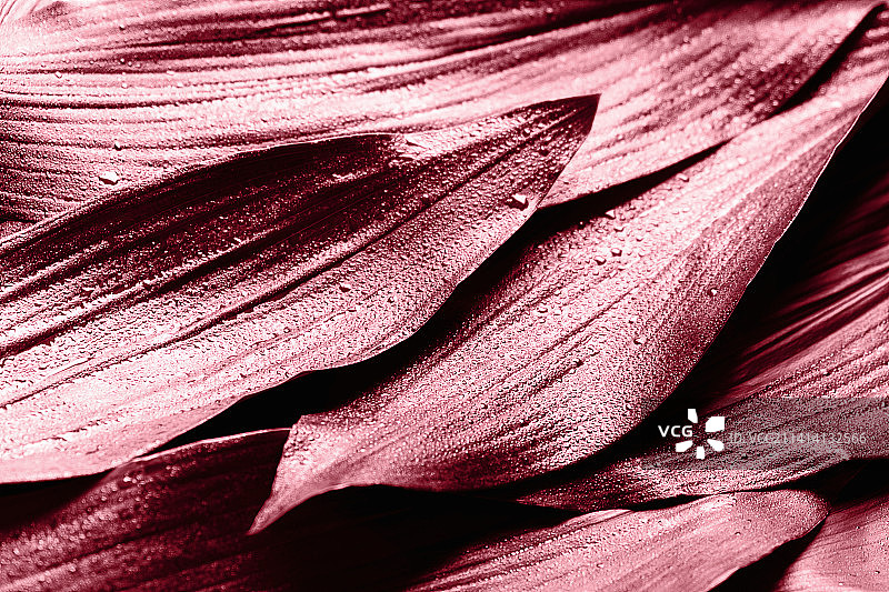 珊瑚叶的创意banner设计，自然背景图片素材