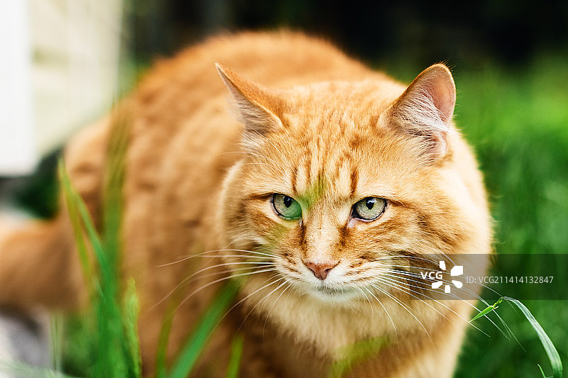 猫咪特写，美国图片素材