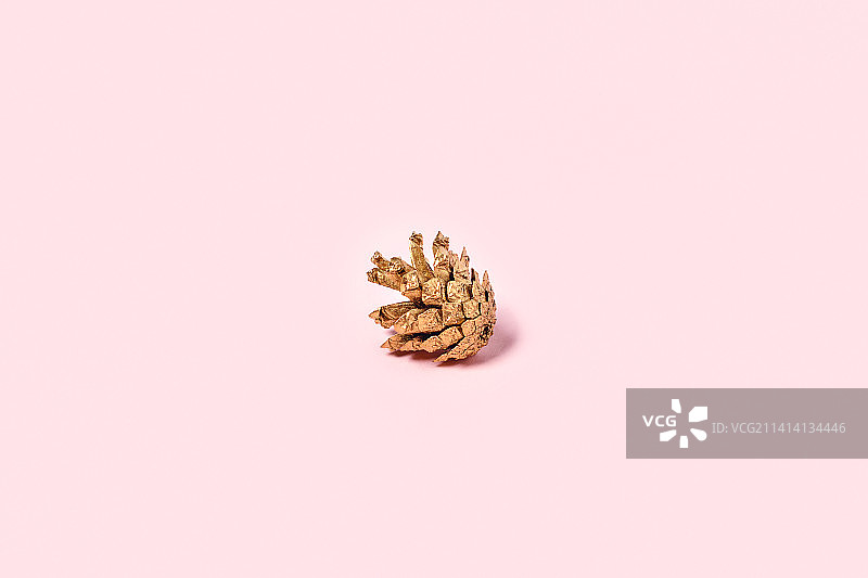 珊瑚背景下的松果特写，荷兰埃因霍温图片素材