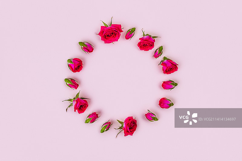 德国柏林粉色背景美丽玫瑰 俯拍图片素材