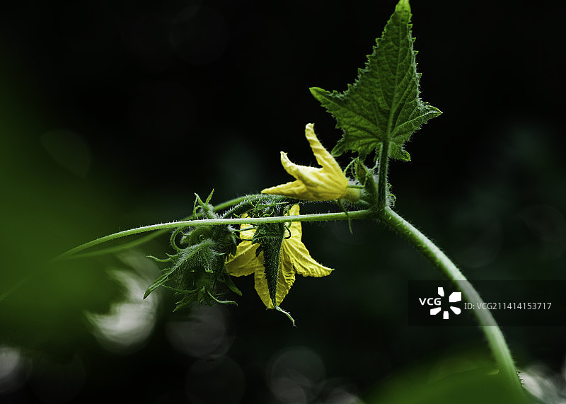 丝瓜花图片素材