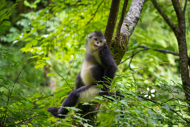 滇金丝猴、黑白仰鼻猴Rhinopithecus bieti图片素材