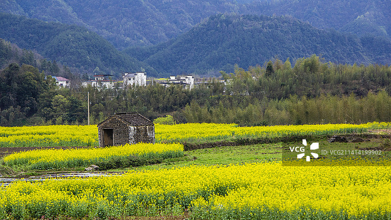中王春色图片素材