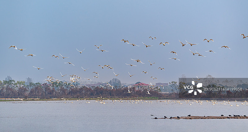 迁徙到湖南岳阳东古湖湿地越冬的大群天鹅图片素材