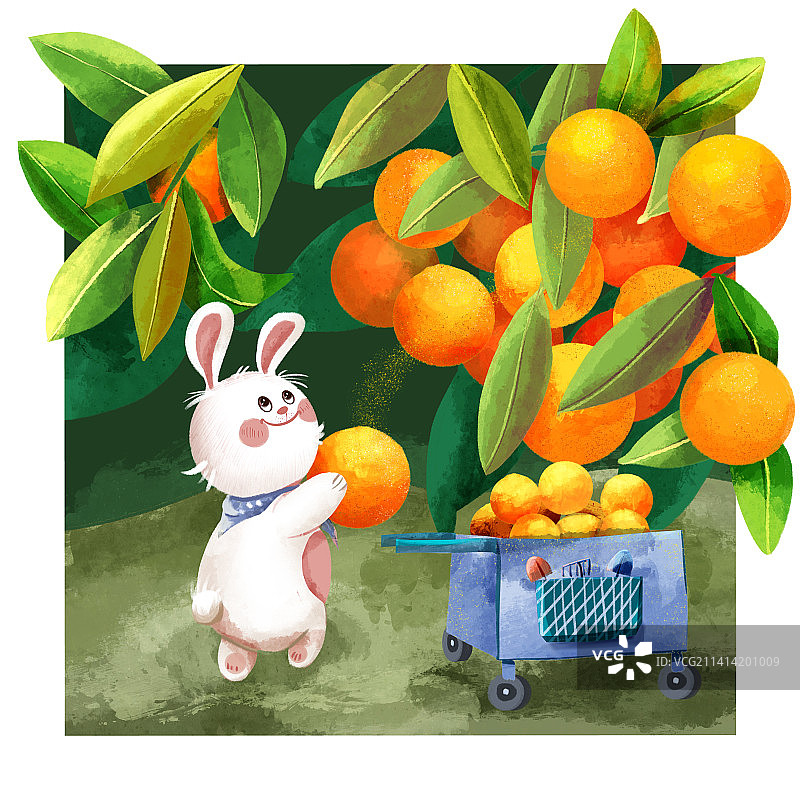 兔的丰收橙图片素材