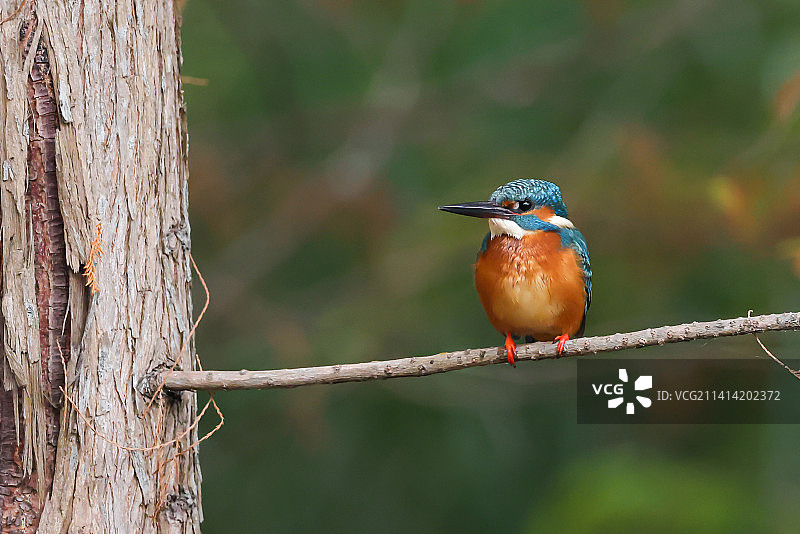 小翠鸟（普通翠鸟7）图片素材