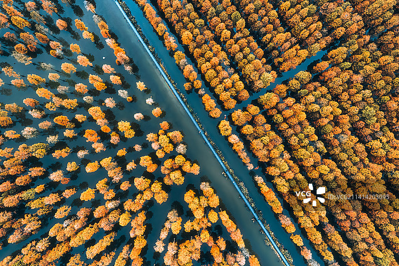 冬日池杉林图片素材